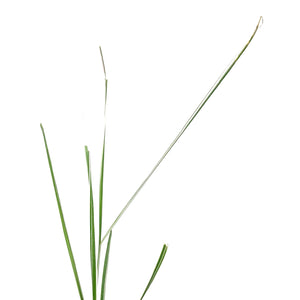 Grass, 1 gal, Calamagrostis Overdam