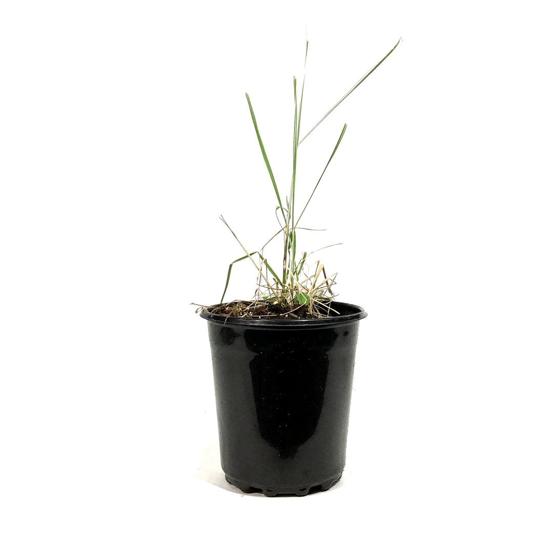 Grass, 1 gal, Calamagrostis Overdam