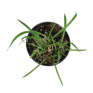 Grass, 1 gal, Miscanthus Flame Grass
