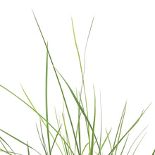 Load image into Gallery viewer, Grass, 1 gal, Prairie Blues
