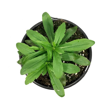 Helenium, 1 gal, Mariachi Fuego