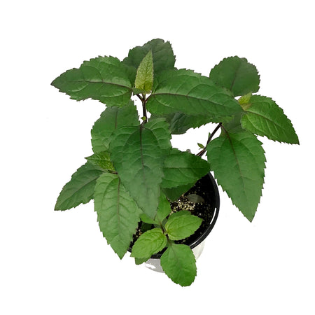 Heliopsis, 1 gal, Fire Twister