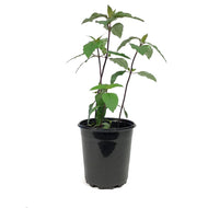 Heliopsis, 1 gal, Fire Twister