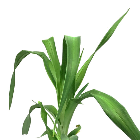 Hemerocallis, 1 gal, Barbara Mitchell