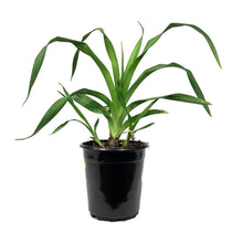 Load image into Gallery viewer, Hemerocallis, 1 gal, Barbara Mitchell
