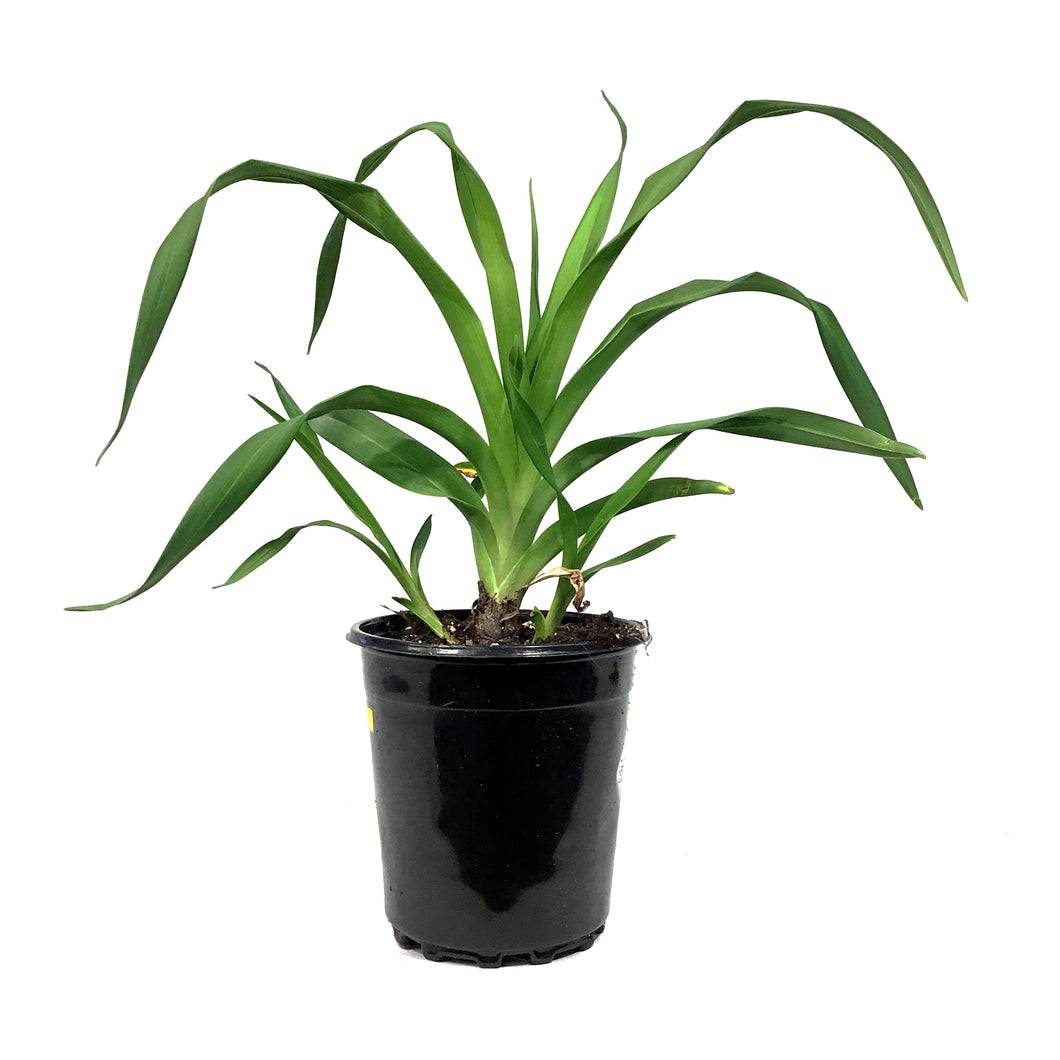 Hemerocallis, 1 gal, Barbara Mitchell