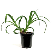 Hemerocallis, 1 gal, Princess Diana