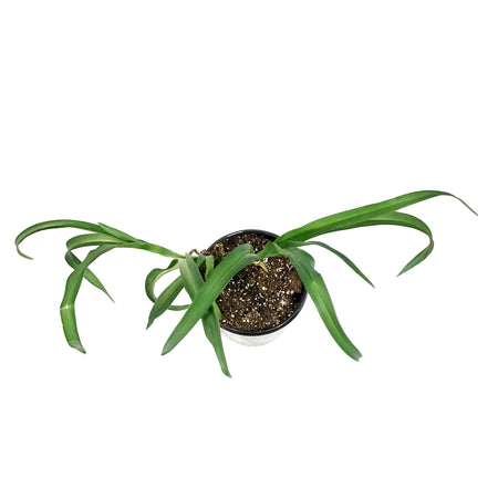 Hemerocallis, 1 gal, Princess Diana