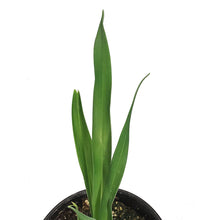 Load image into Gallery viewer, Hemerocallis, 1 gal, Tequila &amp; Lime
