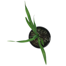 Load image into Gallery viewer, Hemerocallis, 1 gal, Tequila &amp; Lime

