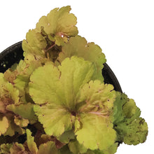 Load image into Gallery viewer, Heuchera, 1 gal, Frilly
