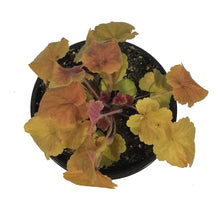 Load image into Gallery viewer, Heuchera, 1 gal, Northern Exposure Amber
