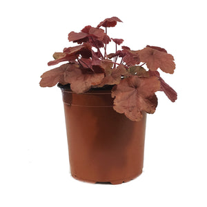 Heuchera, 1 gal, Northern Exposure Red