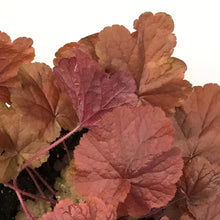 Load image into Gallery viewer, Heuchera, 1 gal, Northern Exposure Red
