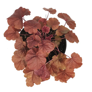 Heuchera, 1 gal, Northern Exposure Red