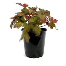 Load image into Gallery viewer, Heucherella, 1 gal, Pumpkin Spice
