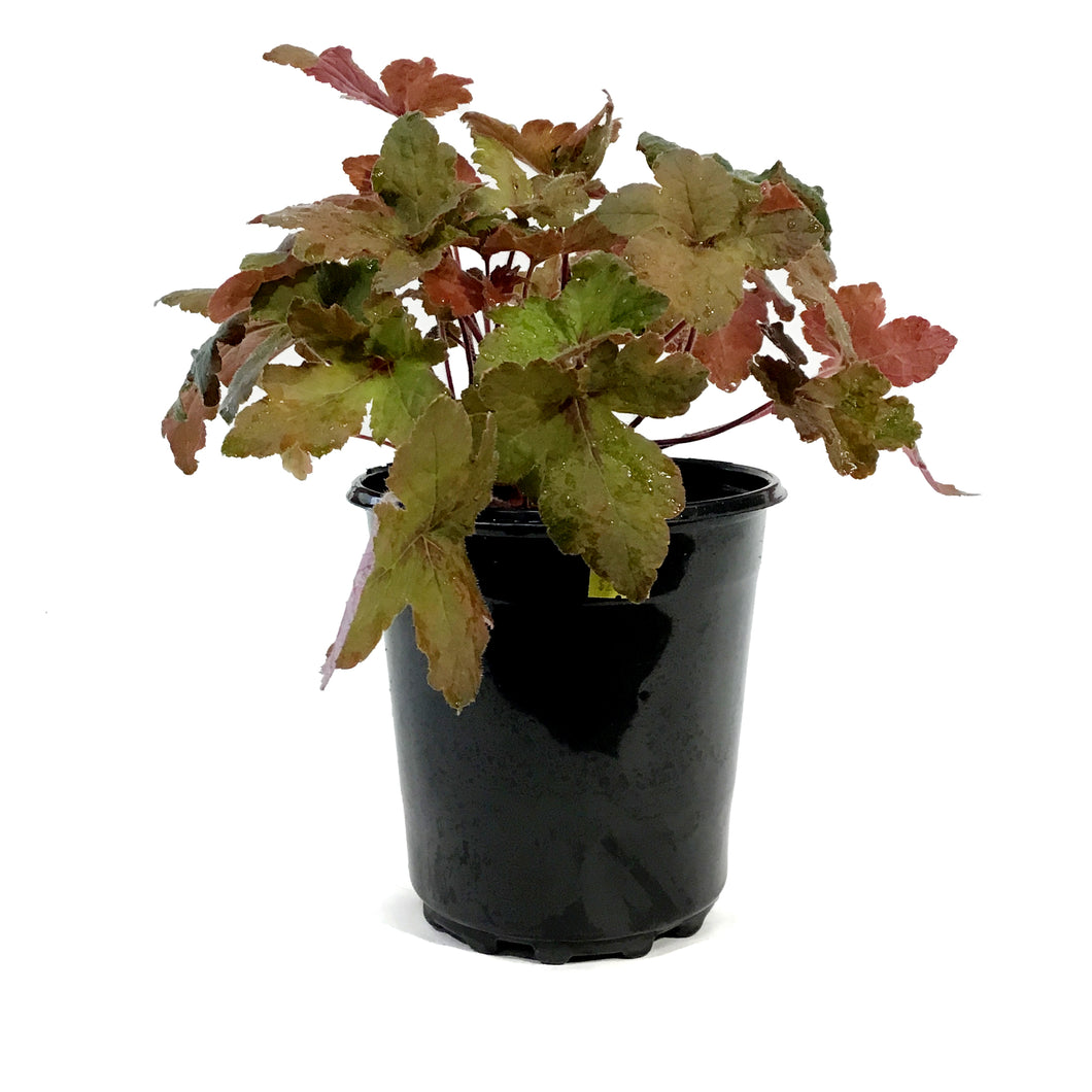 Heucherella, 1 gal, Pumpkin Spice