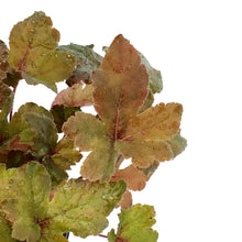 Load image into Gallery viewer, Heucherella, 1 gal, Pumpkin Spice
