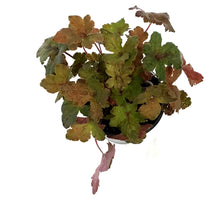 Load image into Gallery viewer, Heucherella, 1 gal, Pumpkin Spice
