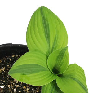 Hosta, 1 gal, Glad Rags