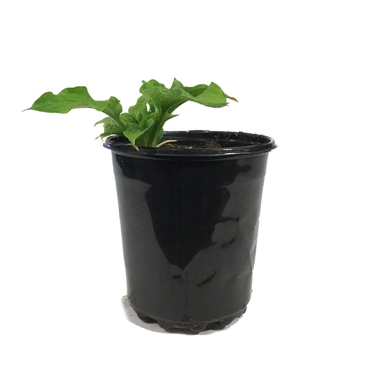Hosta, 1 gal, Miracle Lemony