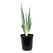 Load image into Gallery viewer, Iris, 1 gal, Dalmatian Albo White Variegated
