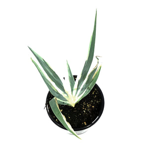 Iris, 1 gal, Dalmatian Albo White Variegated
