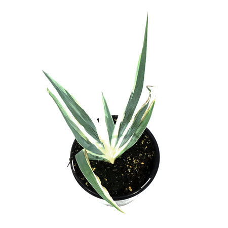 Iris, 1 gal, Dalmatian Albo White Variegated