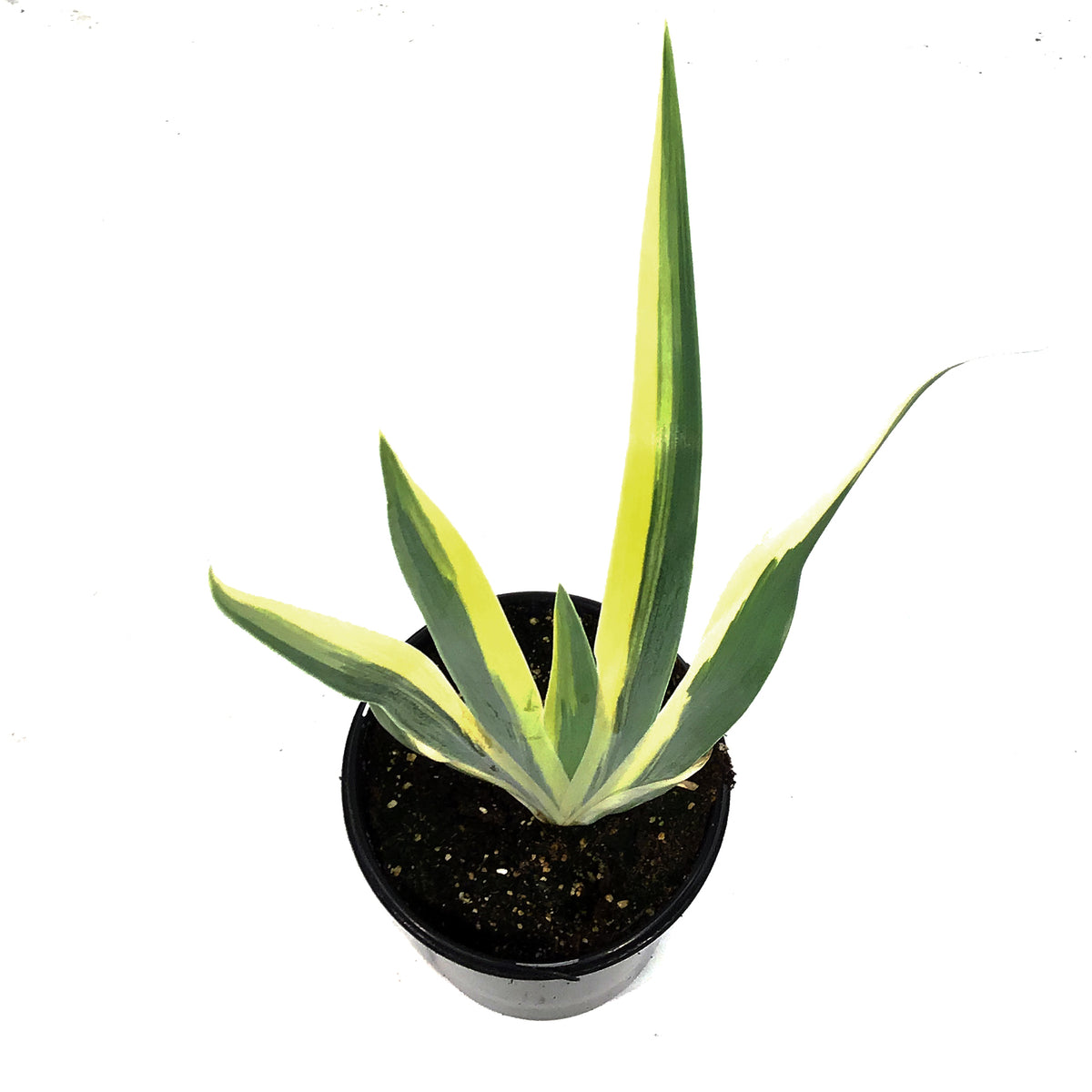 Iris, 1 gal, Dalmatian Aureo Yellow Variegated