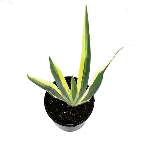 Iris, 1 gal, Dalmatian Aureo Yellow Variegated