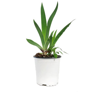 Iris, 1 gal, Germanica Blue Suede Shoes