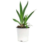 Iris, 1 gal, Germanica Blue Suede Shoes
