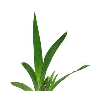 Iris, 1 gal, Germanica Blue Suede Shoes