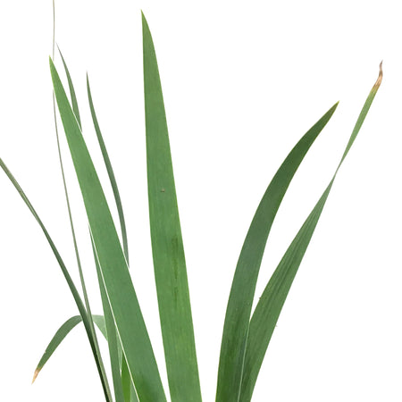 Iris, 1 gal, Germanica Cajun Rhythm