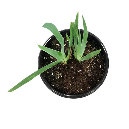 Iris, 1 gal, Germanica Edith Wolford
