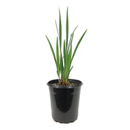 Iris, 1 gal, Sibirica Miss Apple