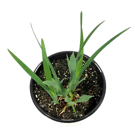 Iris, 1 gal, Sibirica Miss Apple