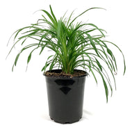 Liatris, 1 gal, Spicata Kobold