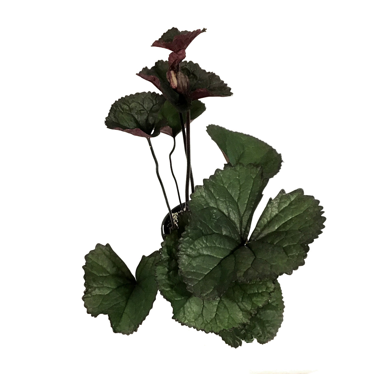 Ligularia, 1 gal, Britt-Marie Crawford