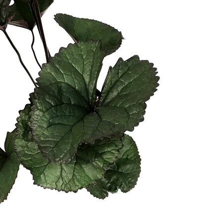 Ligularia, 1 gal, Britt-Marie Crawford
