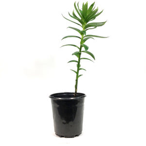 Lilium, Asiatic, 1 gal, Double Apricot Fudge
