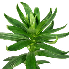 Load image into Gallery viewer, Lilium, Asiatic, 1 gal, Double Apricot Fudge
