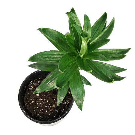Lilium, Asiatic, 1 gal, Double Apricot Fudge