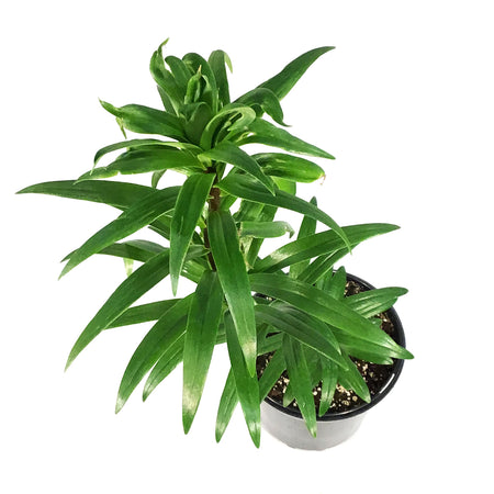 Lilium, Asiatic, 1 gal, Double Kiss Elodie