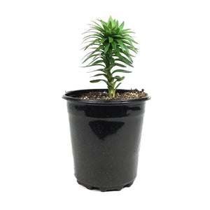 Lilium, Asiatic, 1 gal, Matrix