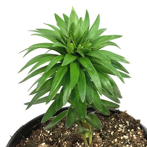 Lilium, Asiatic, 1 gal, Matrix