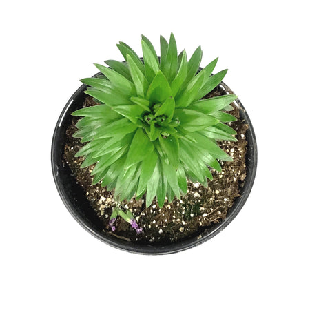 Lilium, Asiatic, 1 gal, Matrix