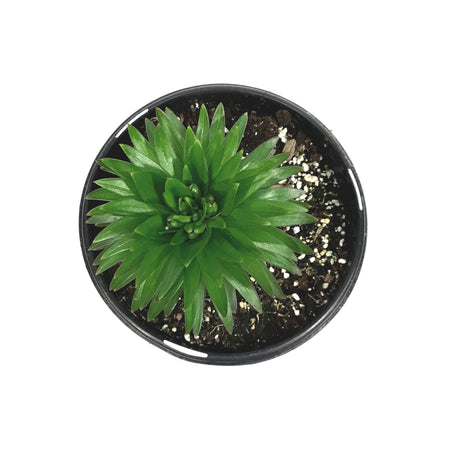 Lilium, Asiatric, 1 gal, Matrix Golden