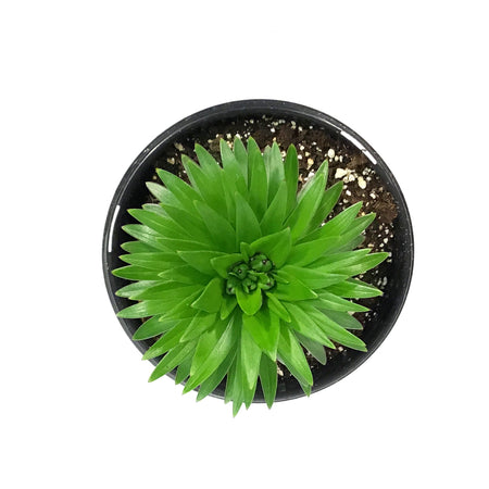 Lilium, Asiatic, 1 gal, Matrix Orange