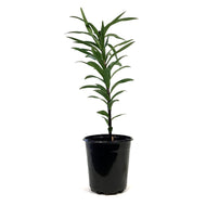 Lilium, Asiatic, 1 gal, Purple Dream